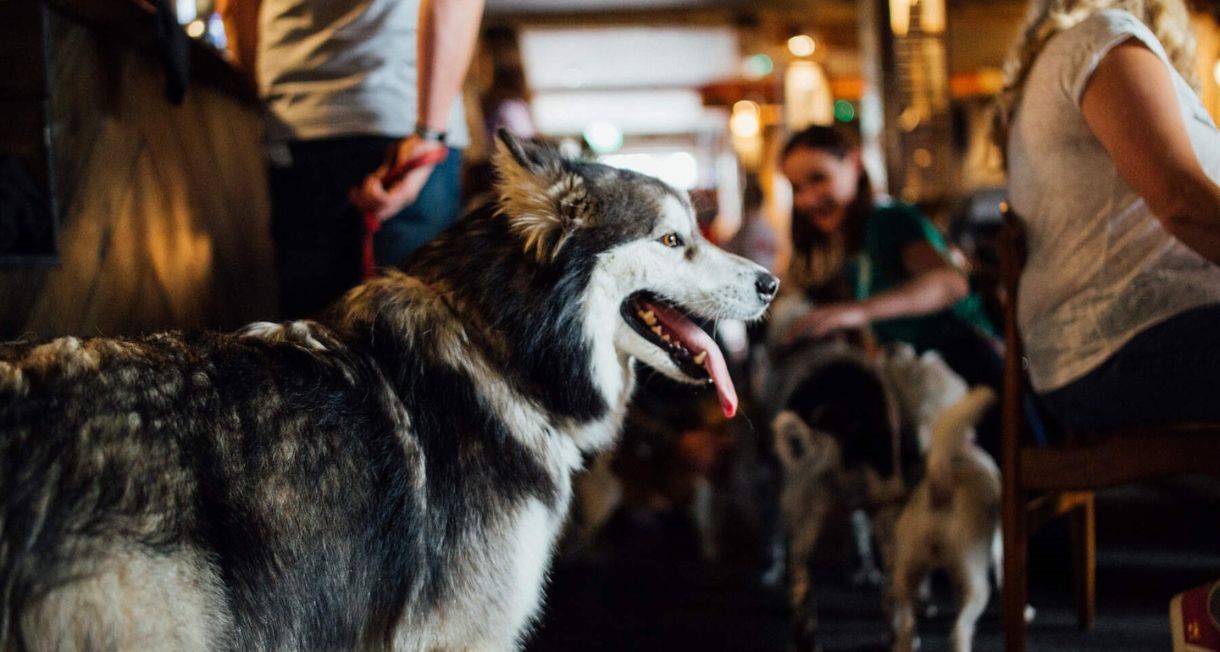 A dog enjoying the atmosphere in The Dirty Onion